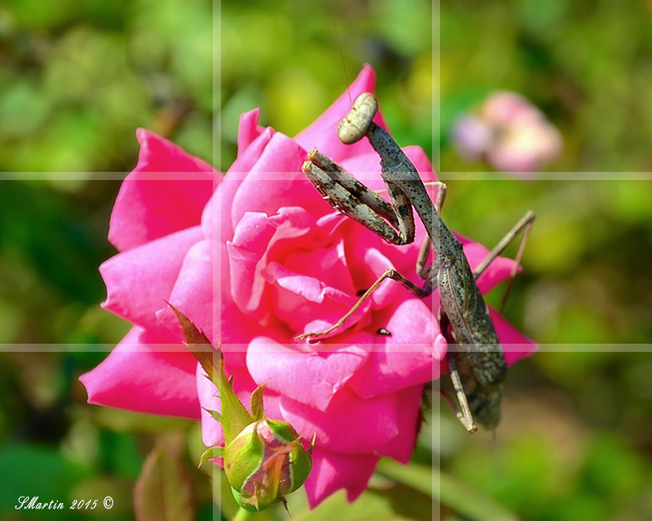 prayingMantis.jpg