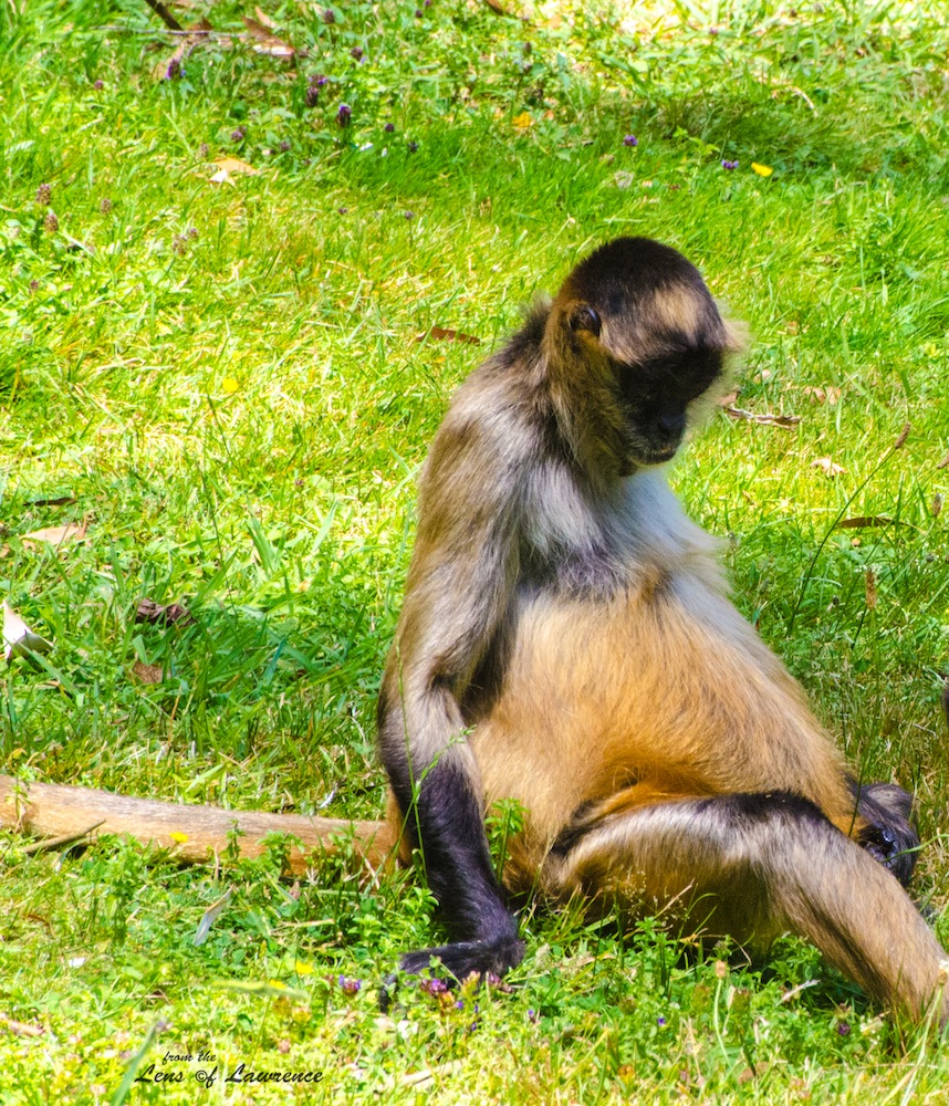 Pregnant Spider Monkey LOL.jpg