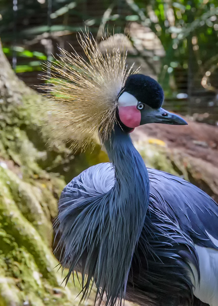 Pretty Bird II.jpg