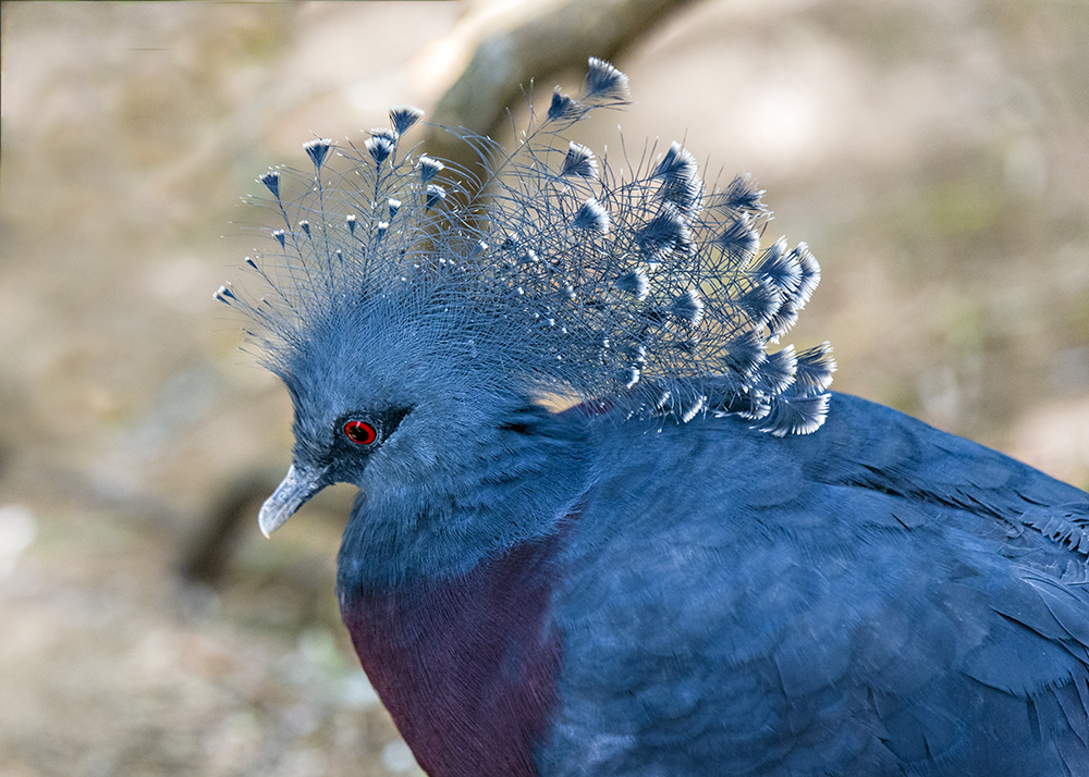 Pretty Bird III.jpg