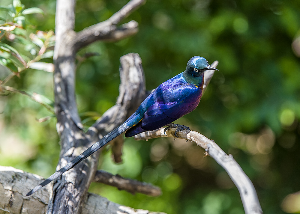Pretty Bird.jpg