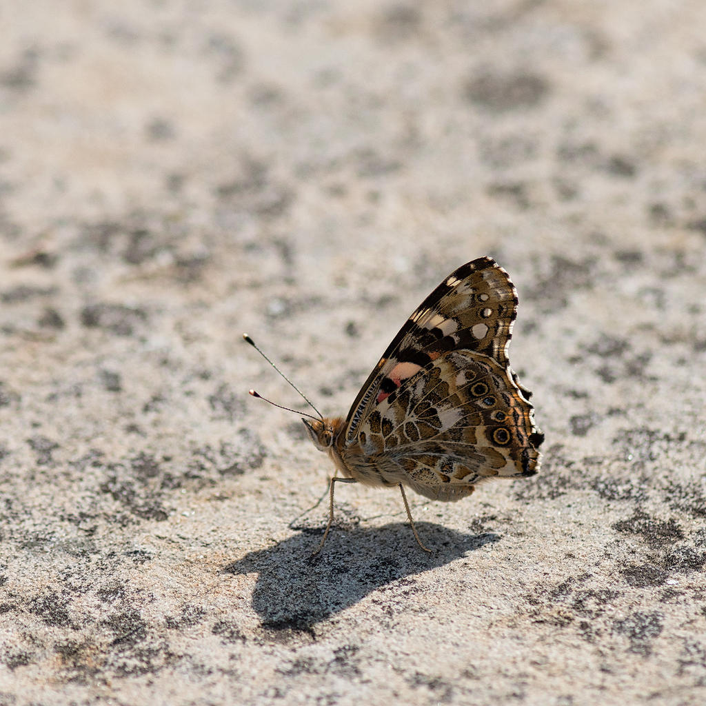 Pretty-Butterfly-2.jpg