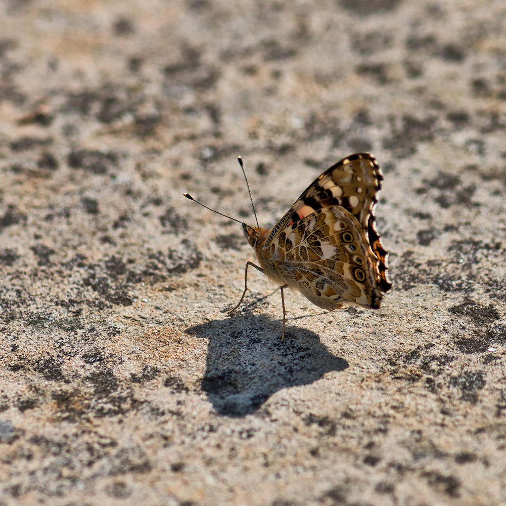 Pretty-Butterfly.jpg