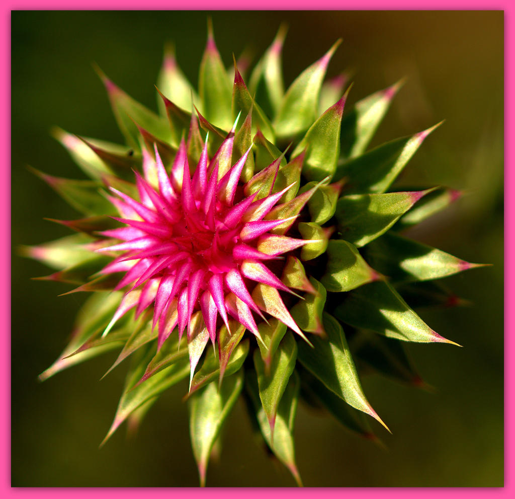 Pretty Sticker Weeds.jpg