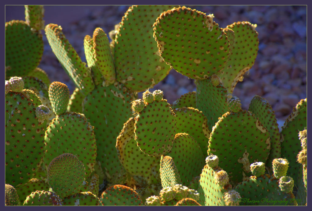 Prickly Pear Cactus  6-15-2016.jpg