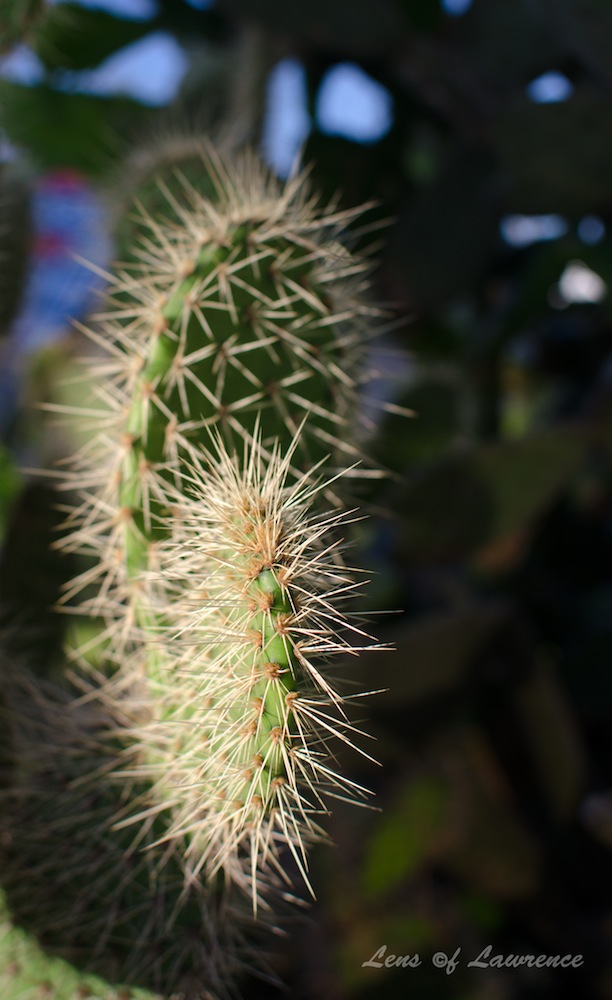 Prickly subject 2 LOL.jpg