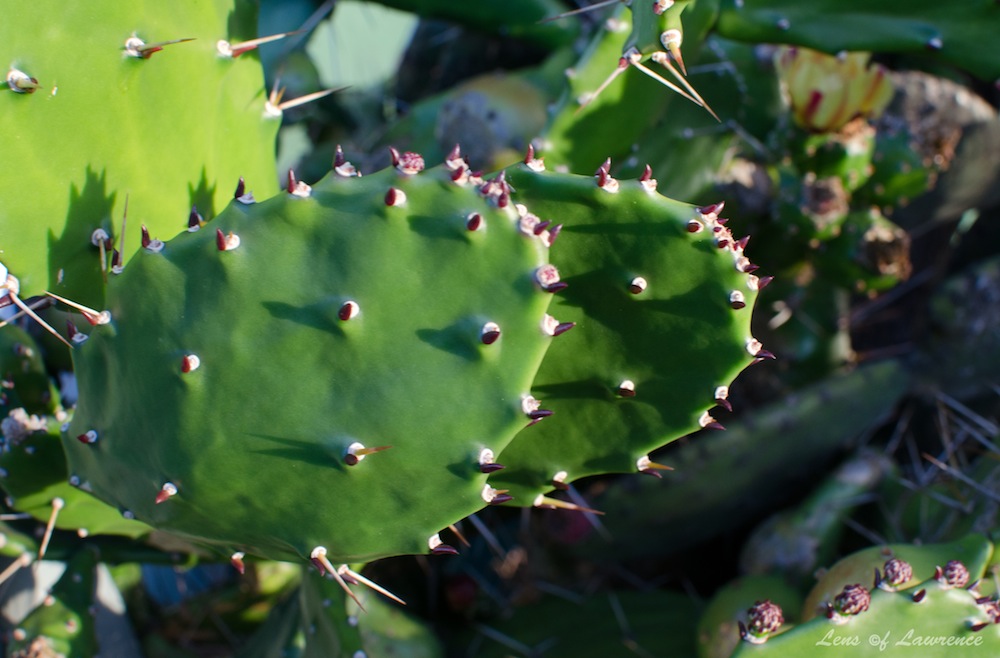 Prickly subject 3 LOL.jpg