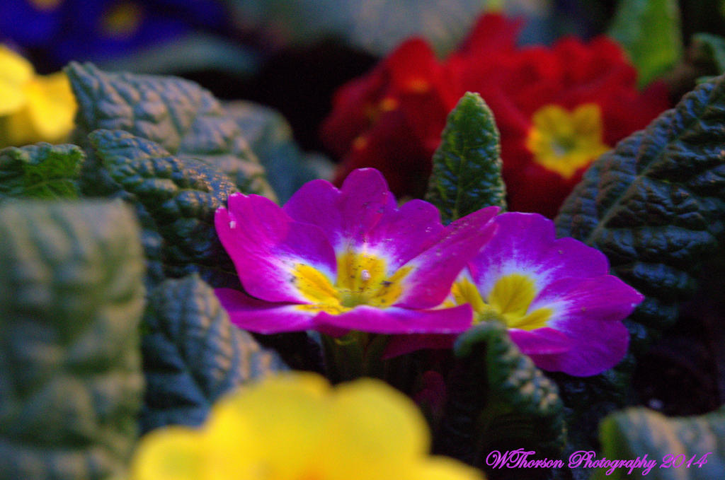 Primroses.jpg