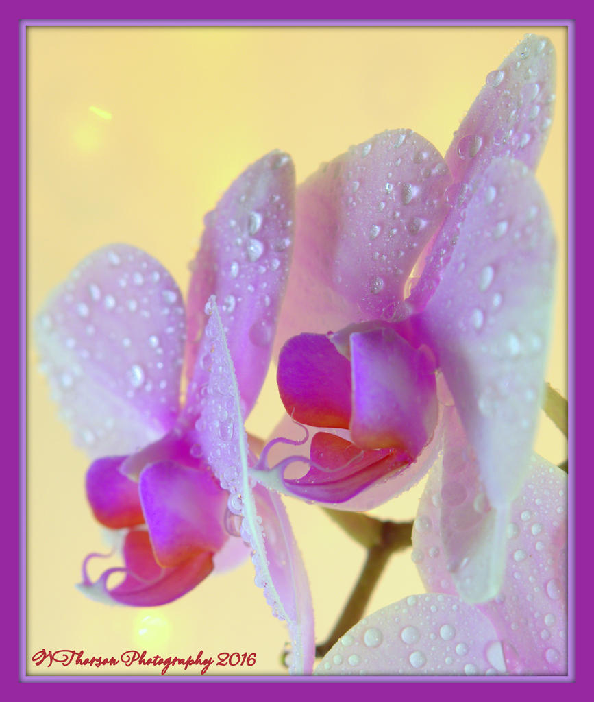 Profile of Orchids 1-31-2016.jpg