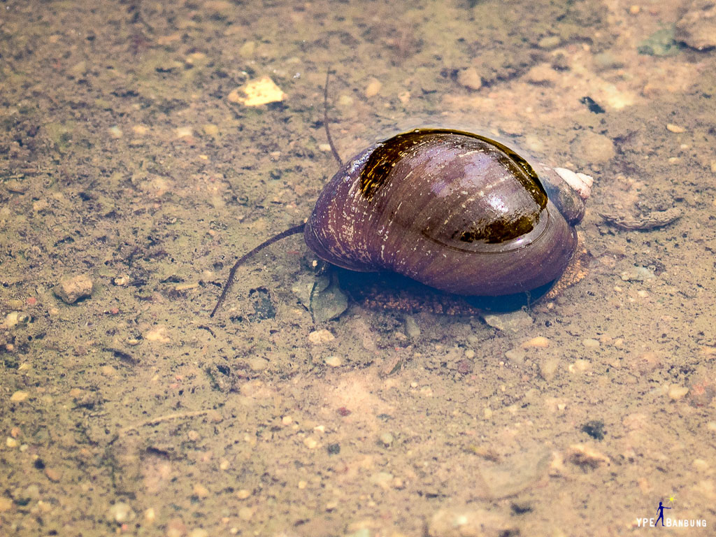 puddle1.jpg