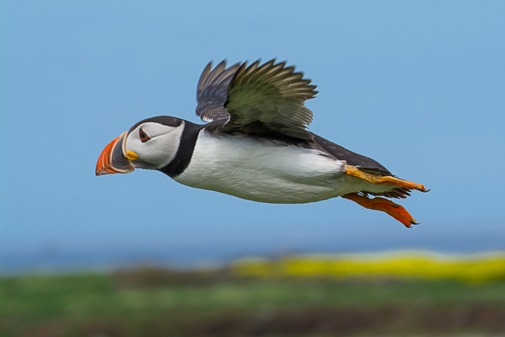 Puffin in flight (1 of 1).jpg