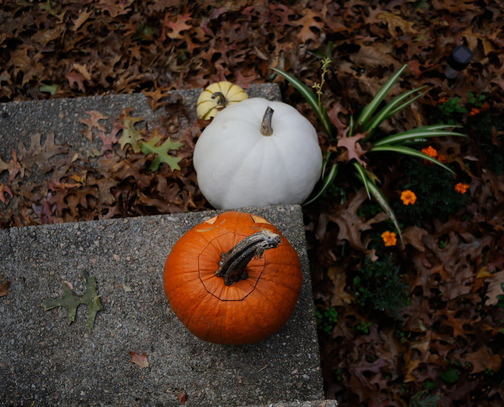 Pumkin test_00001.jpg