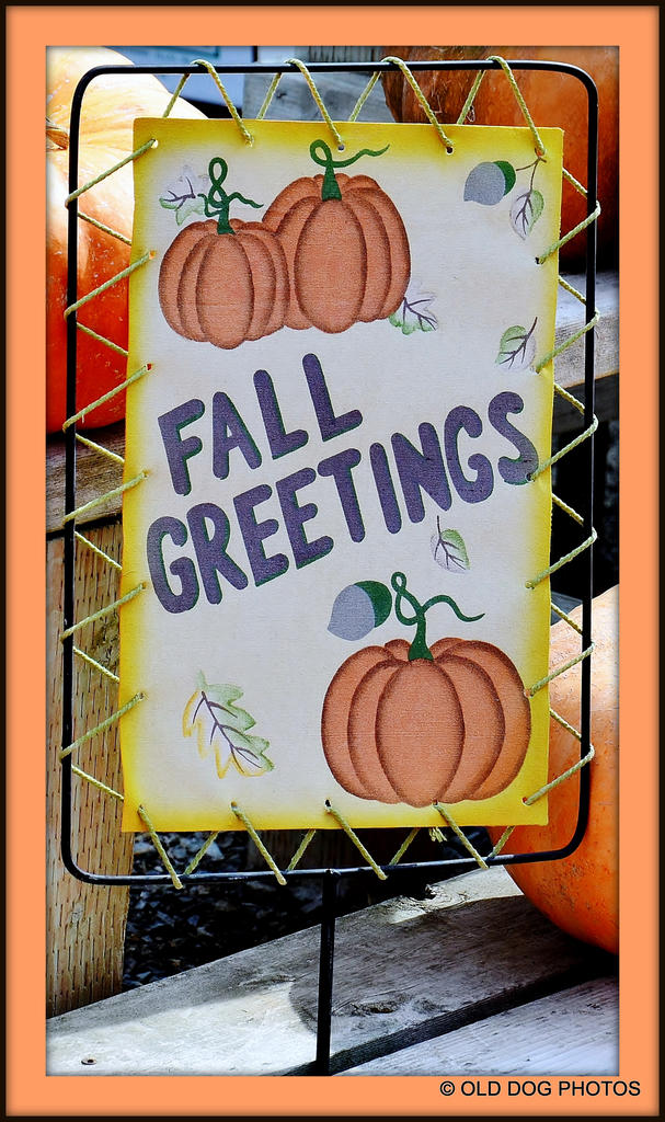 PUMPKIN 017.jpg