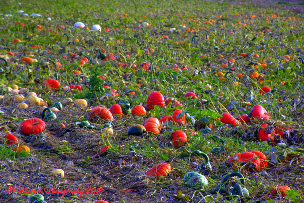 Pumpkin Field 10-4-2016.jpg