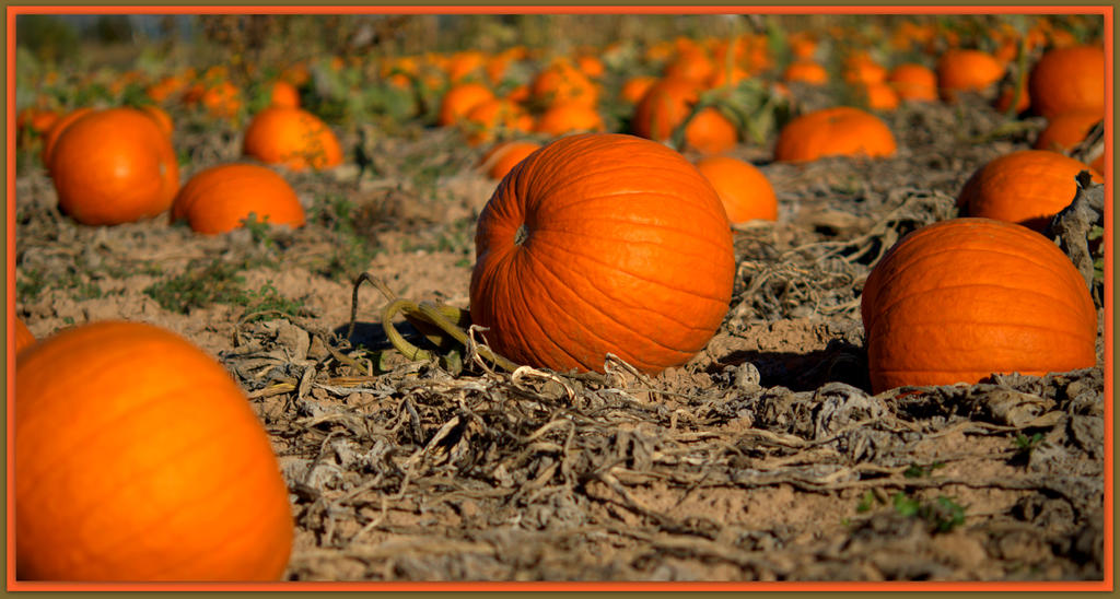 Pumpkin Harvest.jpg