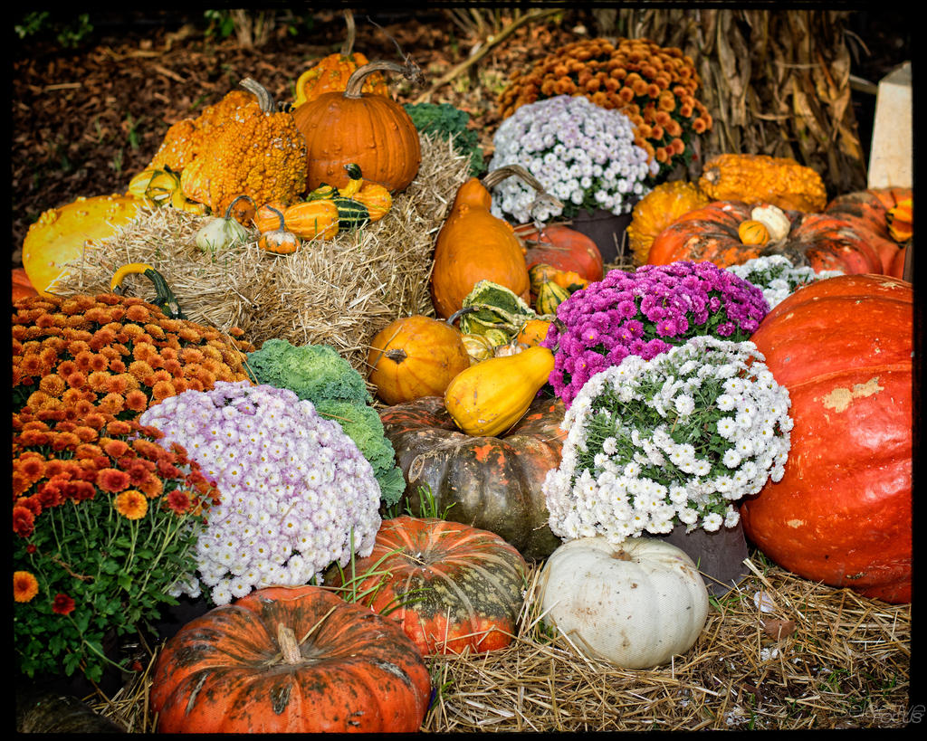 Pumpkin2.jpg