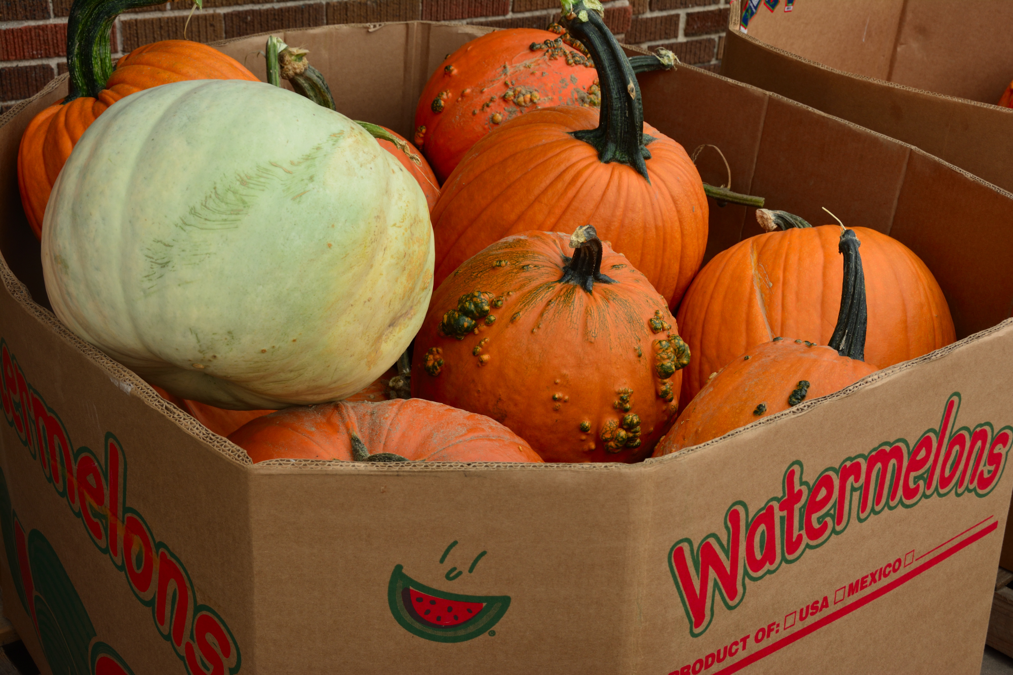 pumpkins-in-watermelon-crate-2000-jpg.396087