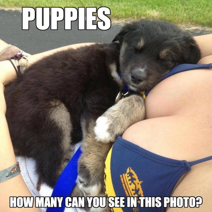 puppies.jpg