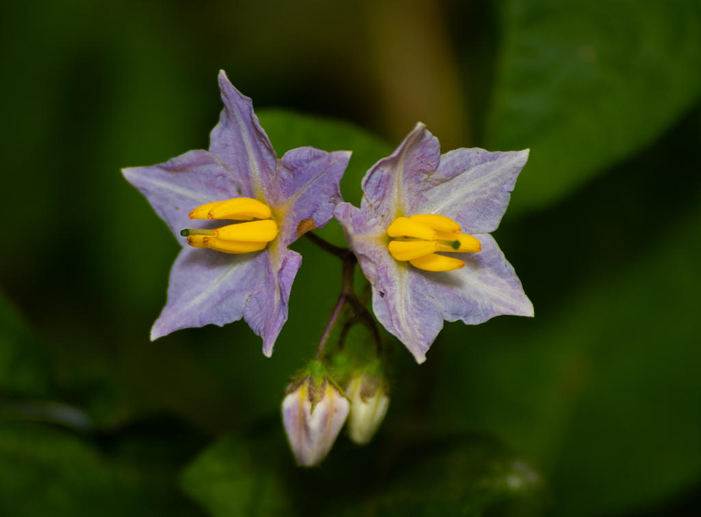 Puprle Yellow Flower 1 (1 of 1).jpg