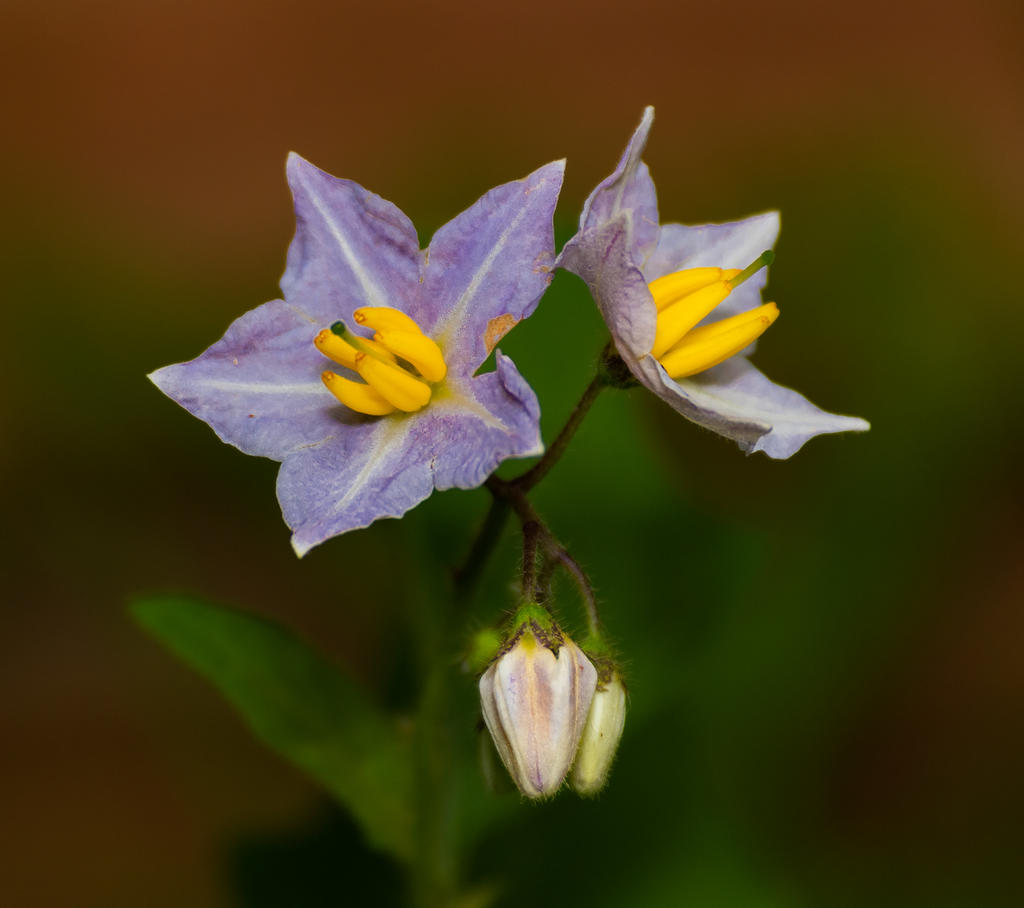 Puprle Yellow Flower 2 (1 of 1).jpg