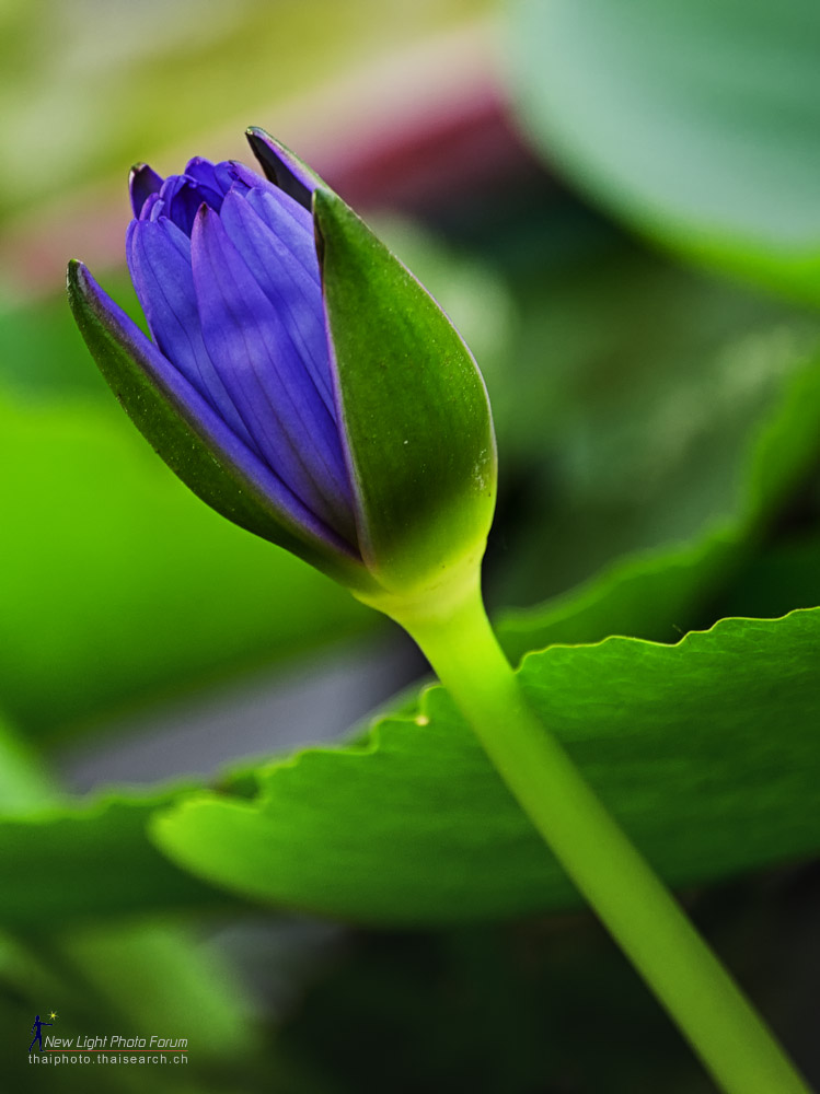 purp-1.jpg