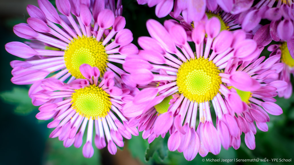 purpel flowers banbung.jpg
