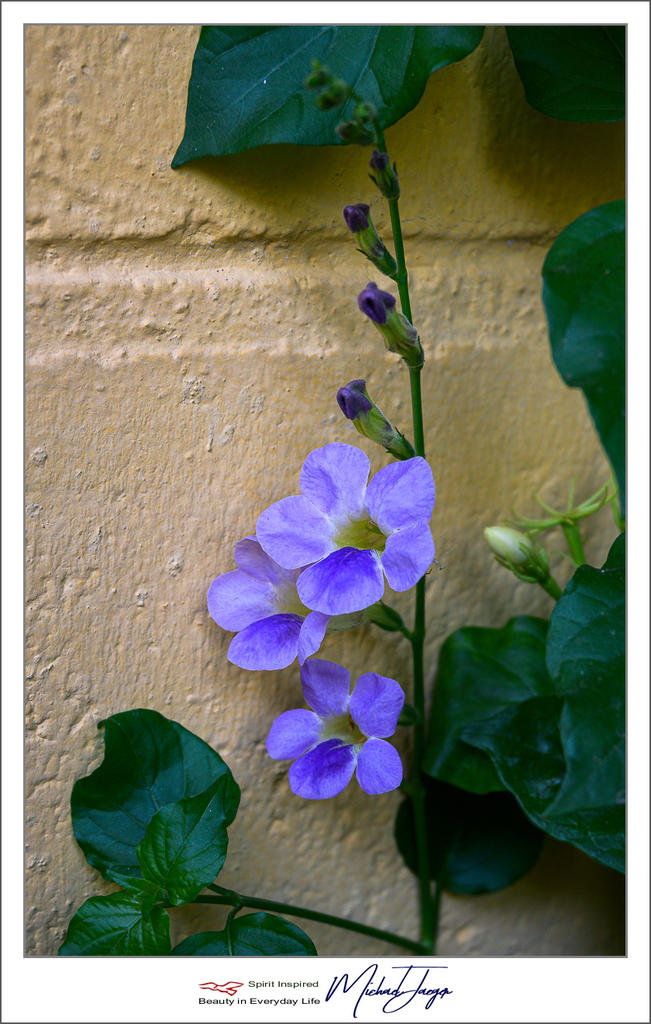 purple-1-2.jpg