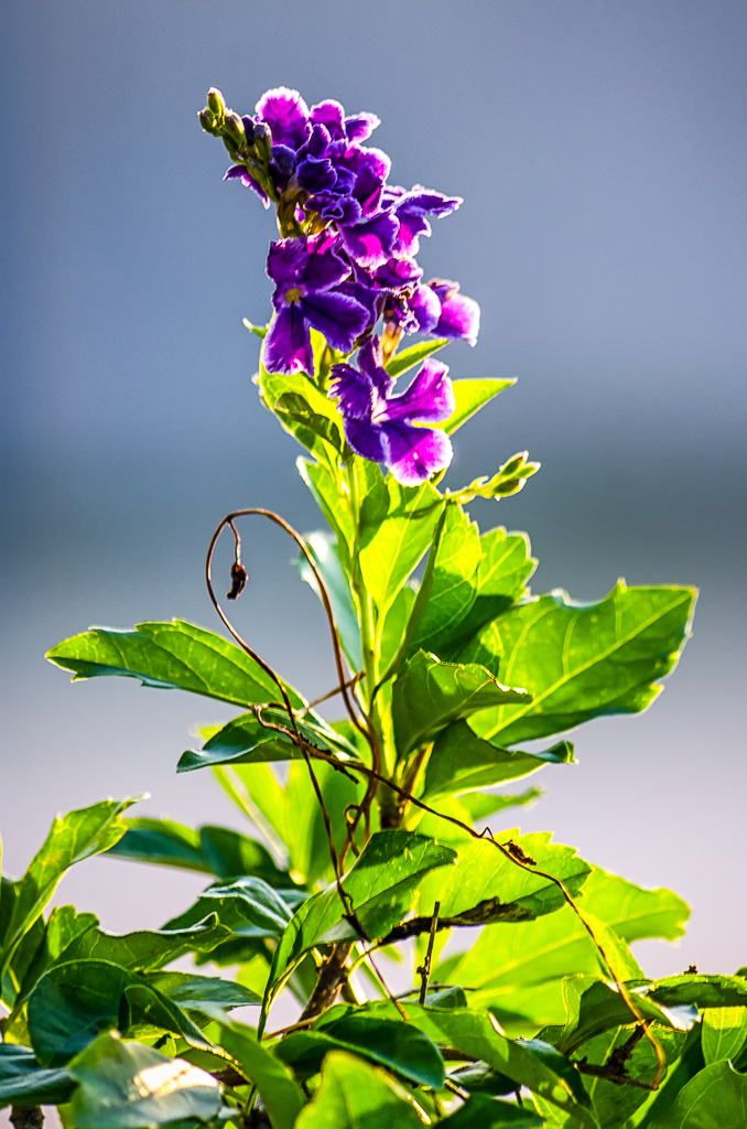 purple-1.jpg