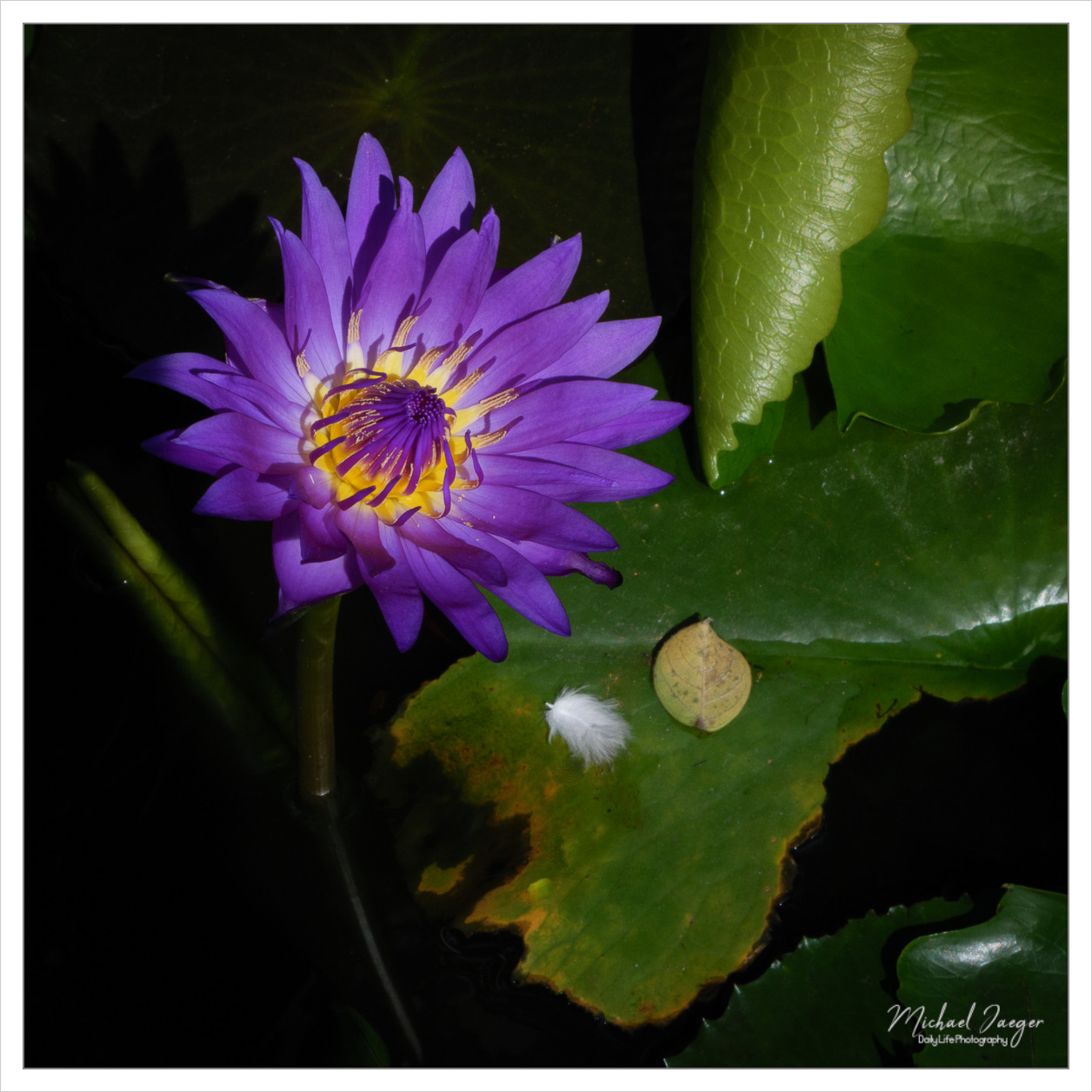 purple-1.jpg