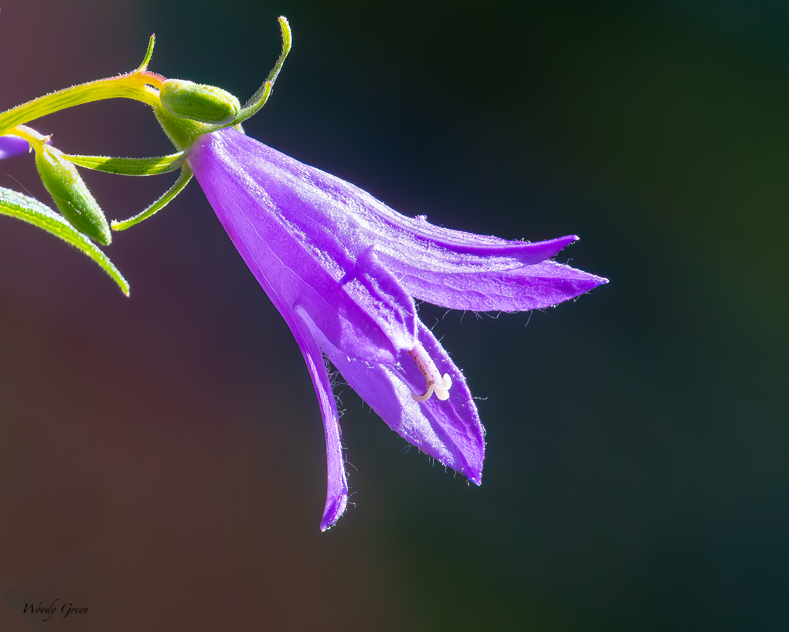 Purple-224.jpg