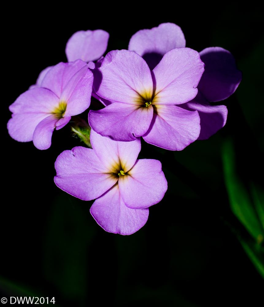 Purple and Black (1 of 1).jpg