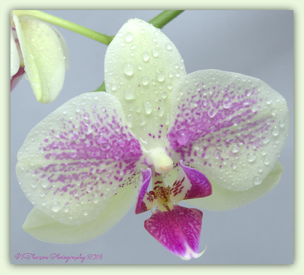 Purple and Cream Orchid 4-18-2016.jpg