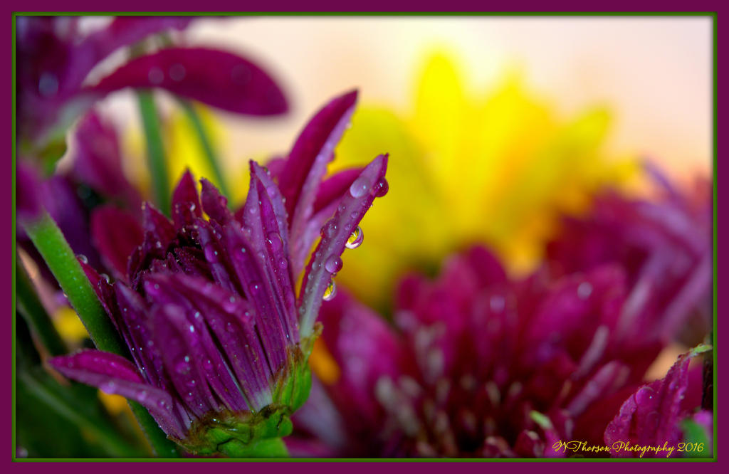 Purple and Yellow Flowers 1-24-2016.jpg