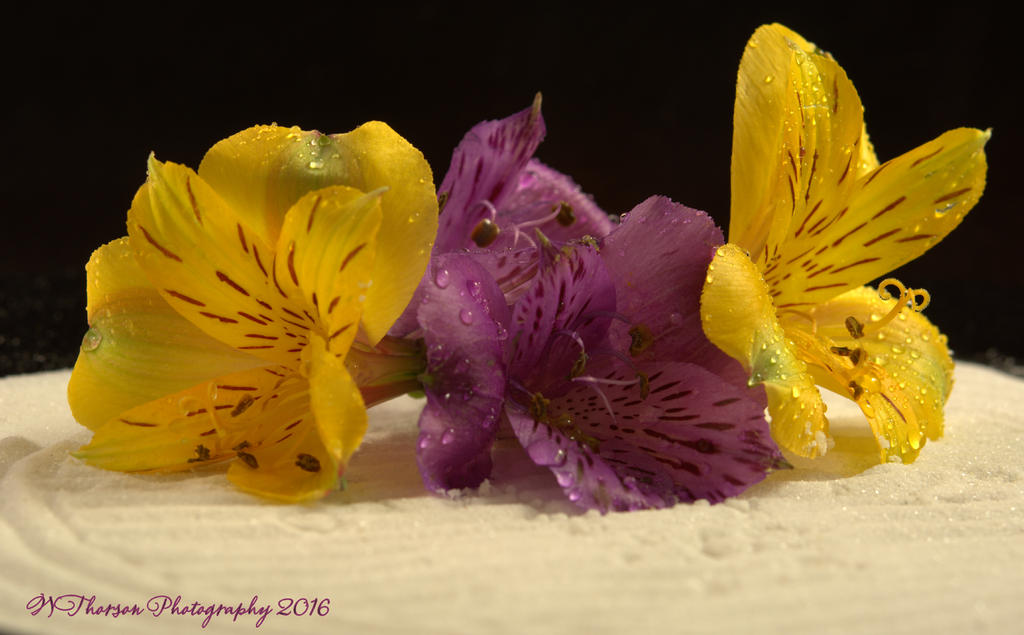 Purple and Yellow Flowers 11-3-2016.jpg