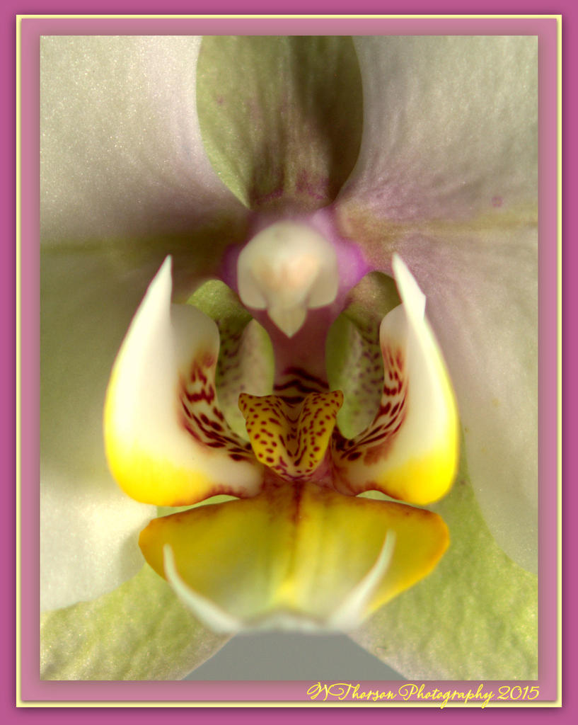 Purple and Yellow Orchid Close Up.jpg