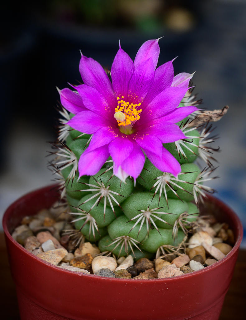 -purple-blossom-cactus-1.jpg