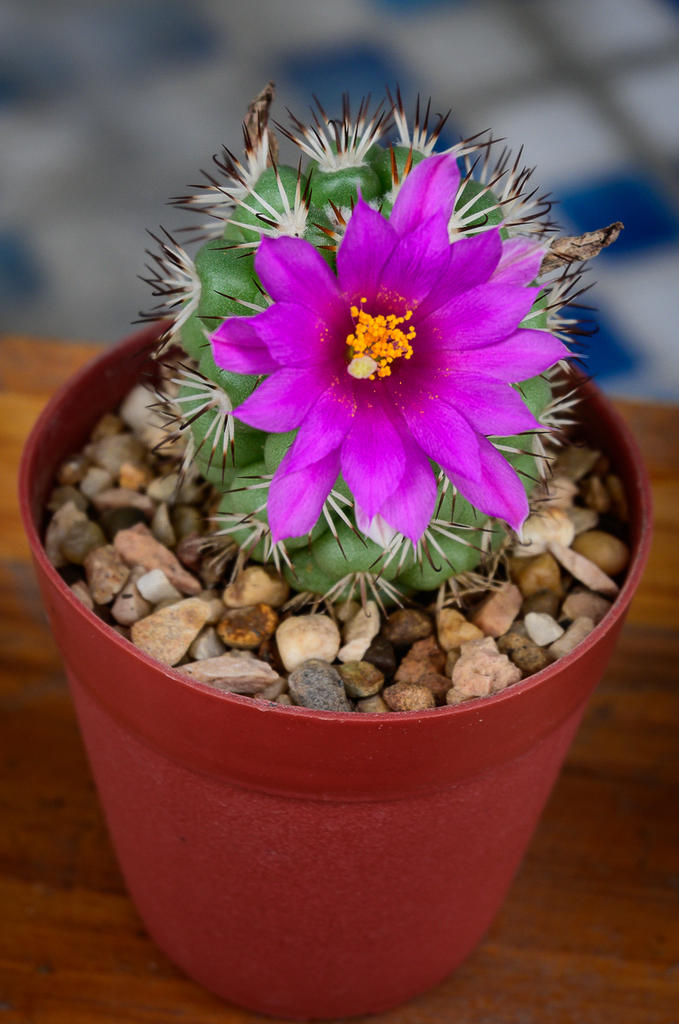 -purple-blossom-cactus-4.jpg