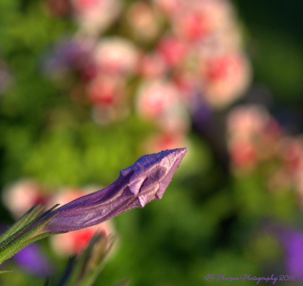 Purple Bud with Bokah  7-7-2016.jpg