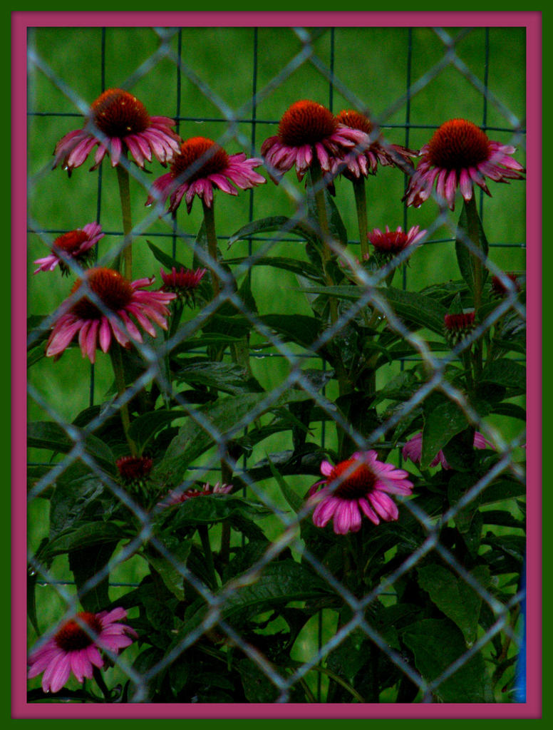 Purple Button Flowers.jpg