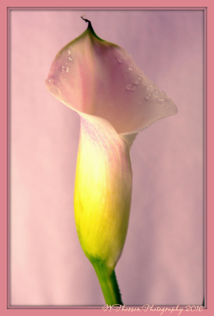 Purple Calla Lily 3-3-2016.jpg