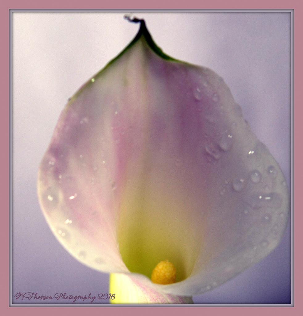 Purple Calla Lily Close Up 3-3-2016.jpg