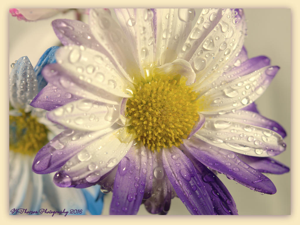 Purple Daisy 2-18-2016.jpg