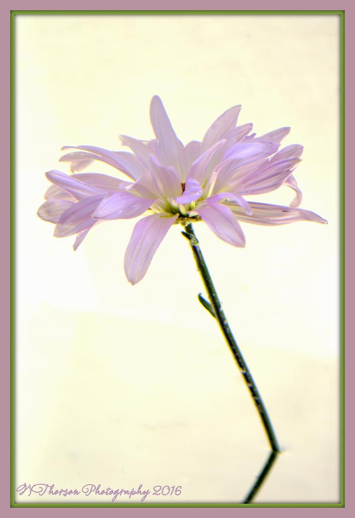 Purple Daisy 3-6-2016.jpg