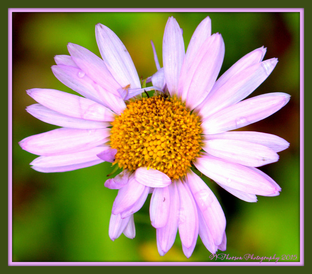 Purple Daisy 8-7-15.jpg