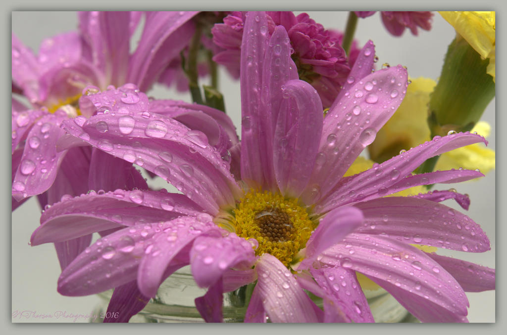 Purple Dasies 4-5-2016.jpg