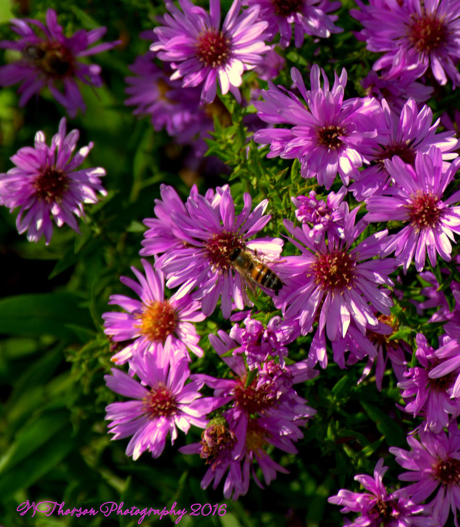 Purple Dasies with a Bee 10-7-2016.jpg