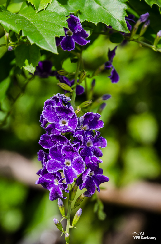 purple-floer-banbung-1.jpg
