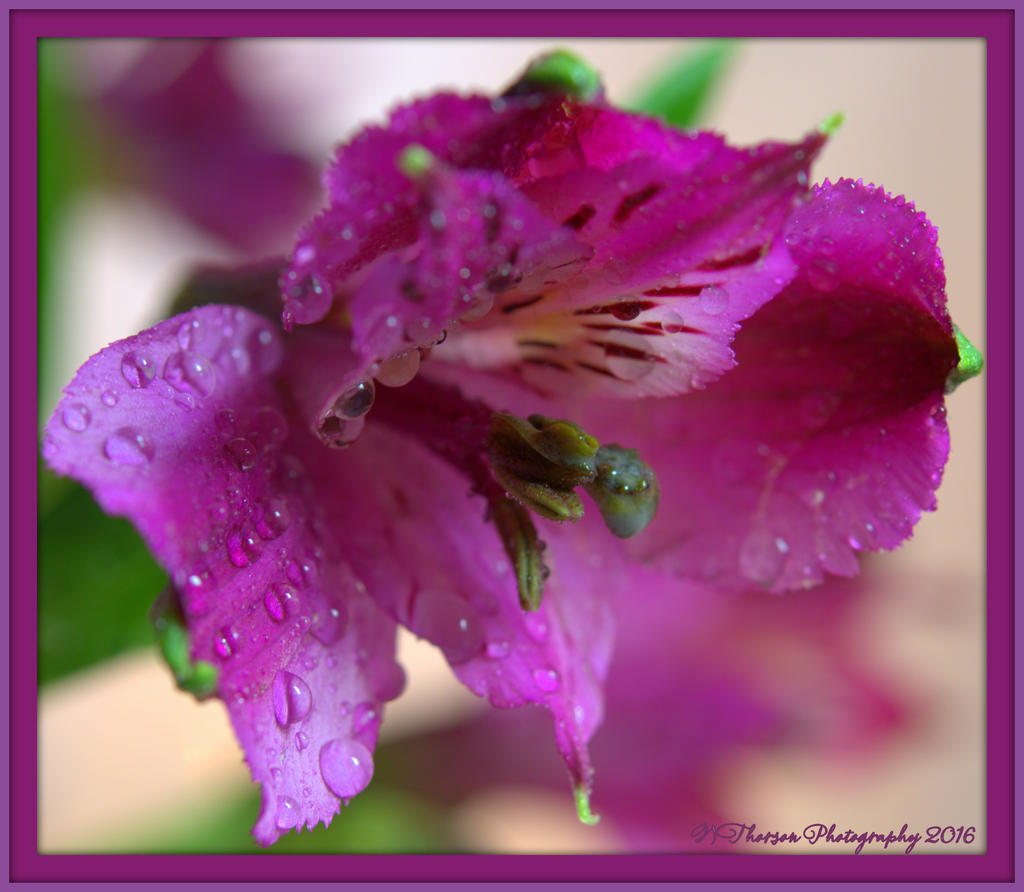 Purple Flower 1-29-2016.jpg