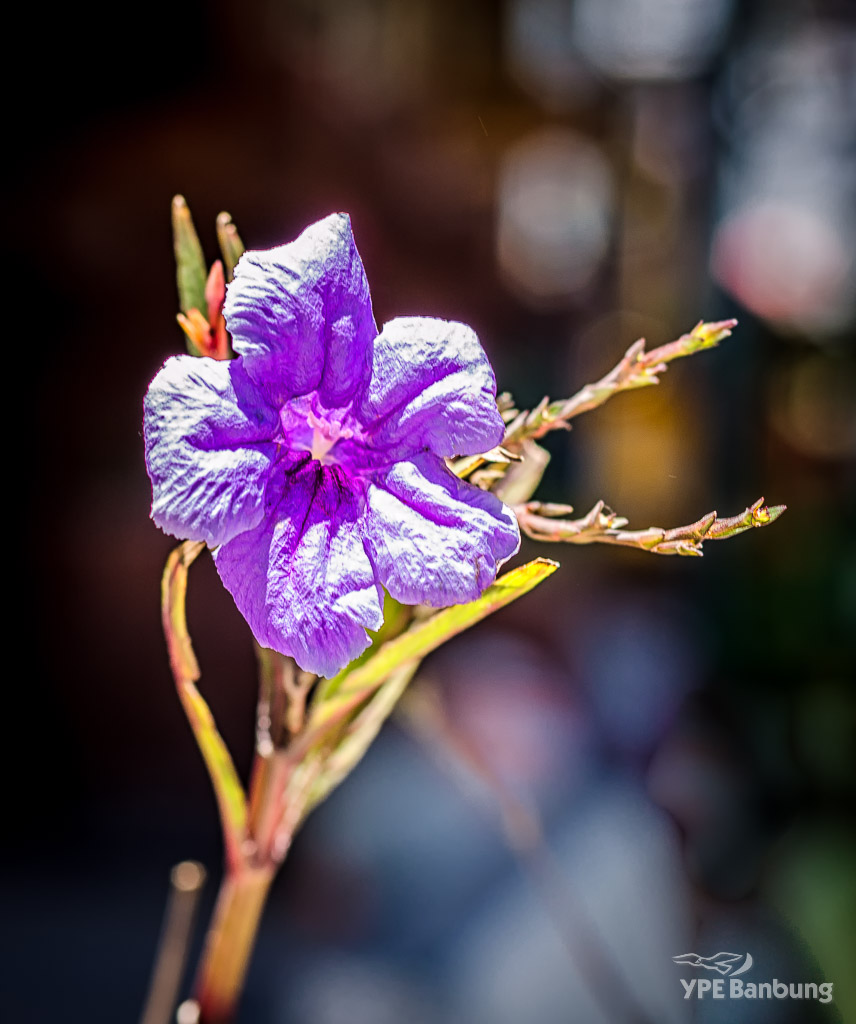 purple-flower-1.jpg