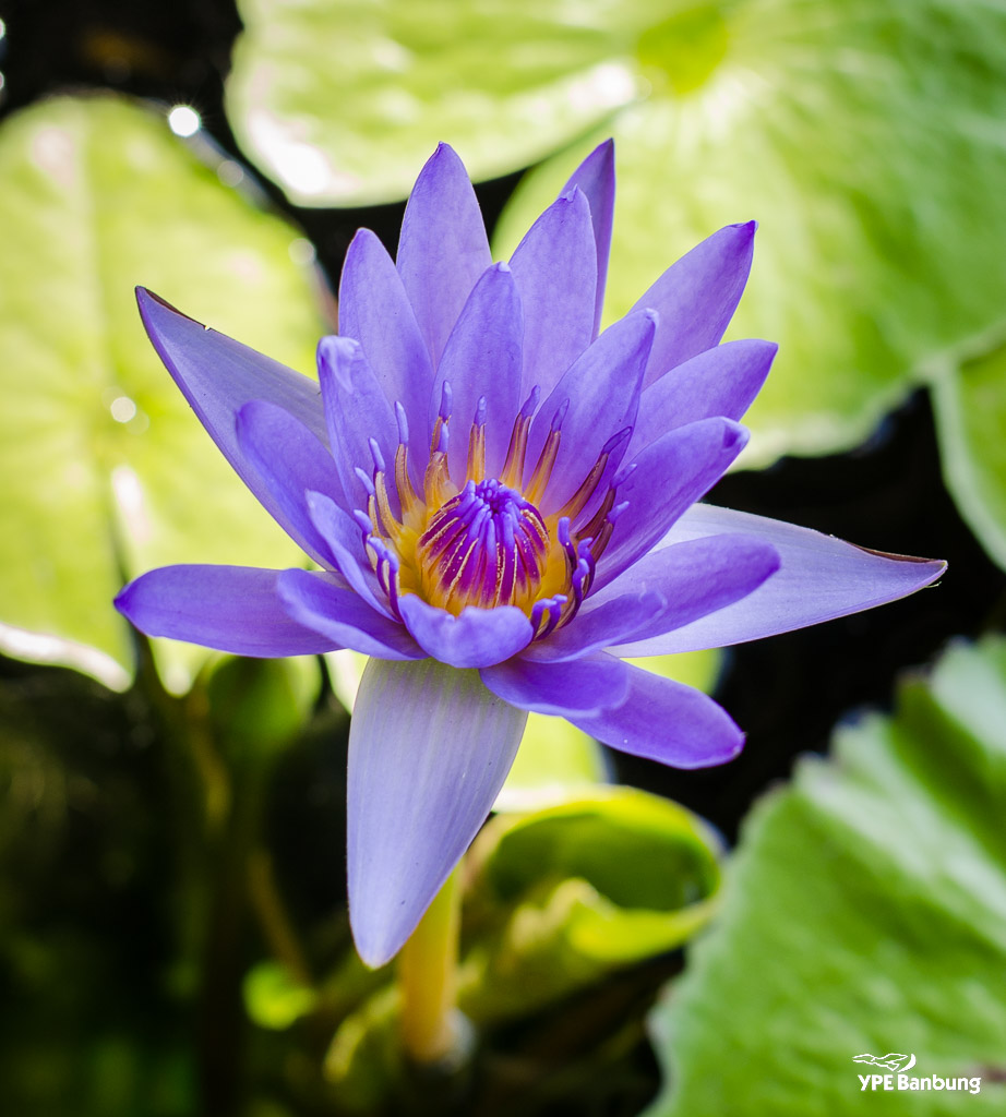 purple-flower-1.jpg